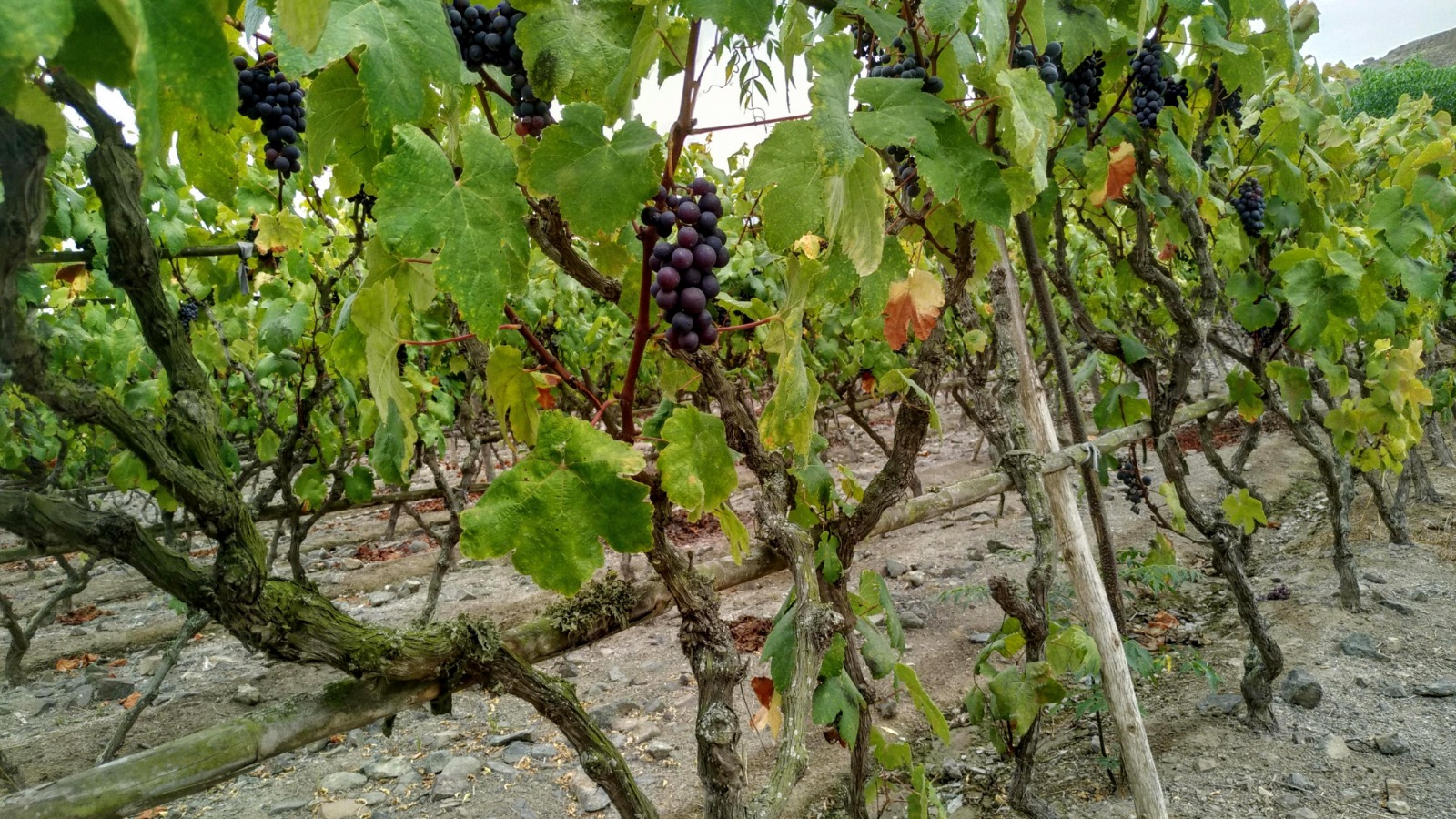 Portada de Vinos y Piscos Cuzcano